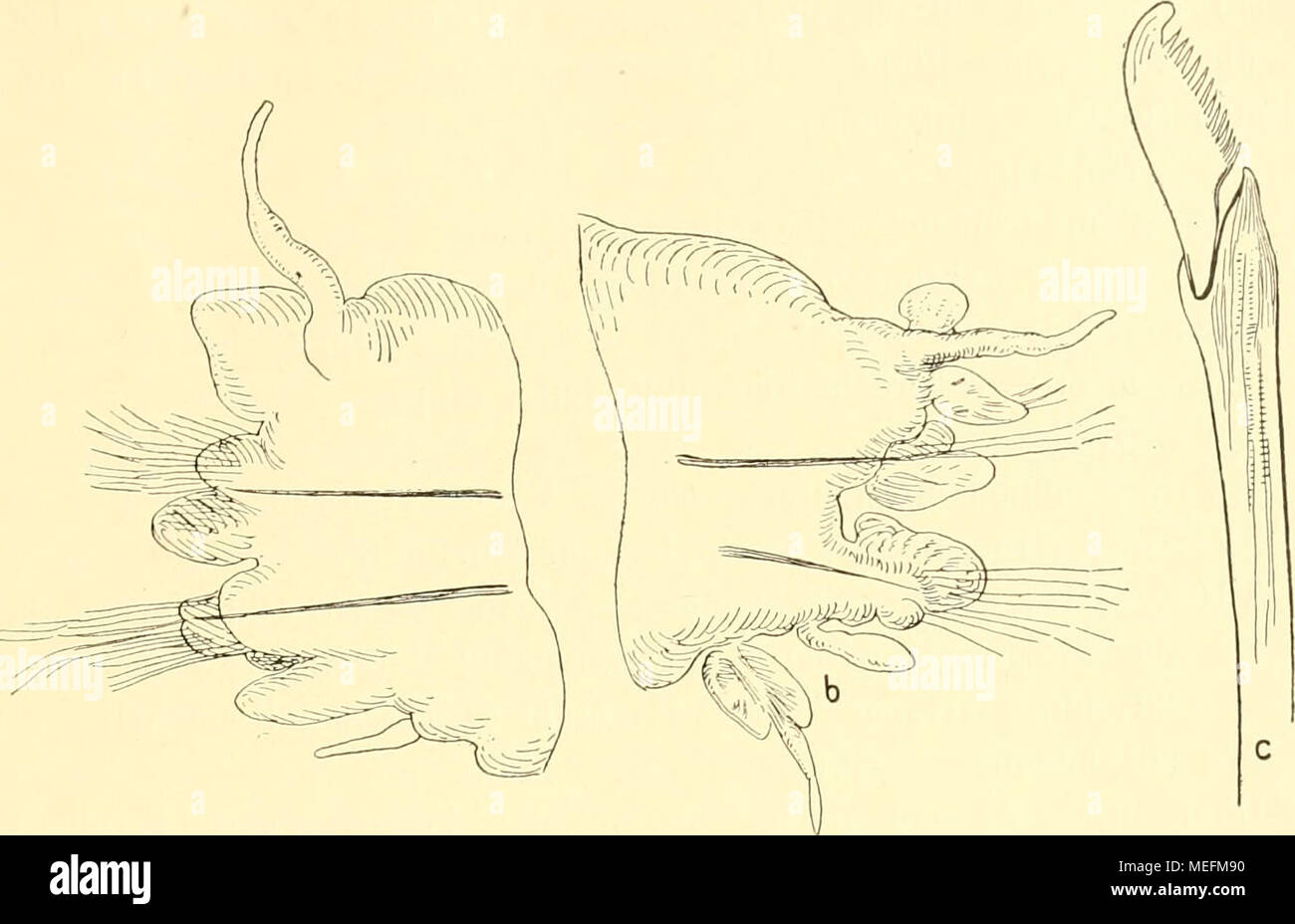 . Die Fauna südwest-Australiens. Ergebnisse der Hamburger südwest-australischen Forschungsreise 1905 . Fig. 14. Nereis albamjensis n. sp. a 12. Ruder, von hinten; ^7^. b mittleres, halb- epitokes {Nereilepas-)Kndiev; ^7,. c ventrale heterogomphe Sichelborste; &quot;V^. kräftigste, weiter nach hinten am Körper ist sie mit der mittleren Lingula ziemlich gleich stark und ragt im ganzen auch nicht weiter vor als diese. Alle Lingulae sind kegelförmig zugespitzt, an den vorderen Rudern stumpfer als weiter hinten, besonders die obere Lingula. Die untere Lingula ist kurz und reicht etwa bis an die Bas Stock Photo