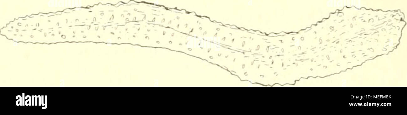 . Die Fauna südwest-Australiens. Ergebnisse der Hamburger südwest-australischen Forschungsreise 1905 . Fig. XIII. Nephthya quereus n. sp. Spiculum aus der oberen Kanalwand. vorgerufen durch zahlreiche dicke Spindeln in den Kanal wänden. Ferner stehen die kleinen Polypen in rundlichen Läppchen. Sonst schließt sich die Form in der Polypenbewehrung und der Gestalt der Spicula eng an N. complanata und N. Hartmeyeri au, und gehört mit ihnen zur Digitata- gruppe. Nephthya rubra ii. sp. (Taf. II, Fig. 15.) Fuiidiiotiz: Station 11), Sharks Bay, Useless Inlet, 7 m; 13. IX. 05. Auf einem Steine festgewa Stock Photo