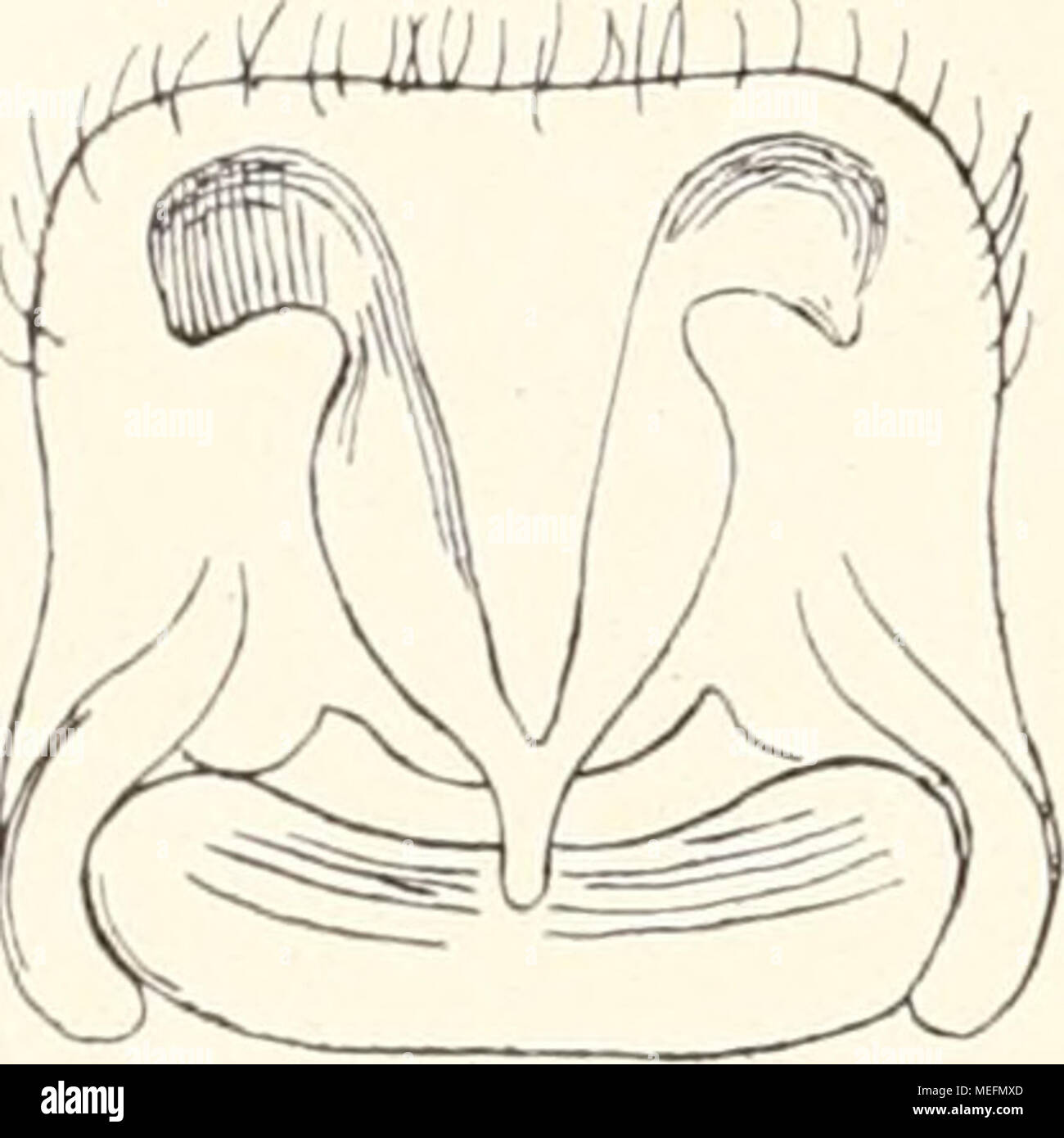 . Die Fauna südwest-Australiens. Ergebnisse der Hamburger südwest-australischen Forschungsreise 1905 . Fig. 4. Lycosa se- il rcgis n. sp. Plaga genitalis femiuae. Lycosa segregis ii. sp. ?. Long. 10 mm. Cephalothorax niger, vitta marginali parce albo- pilosa parum distincta cinctus, et vitta media angusta flavido-cervino-pilosa, postice versus marginem alhidiore, ornatus. Ociili ut in praecedenti. Abdomen supra nigrinum, obscure cer- vino-pubescens, confuse et inordinate nigricanti-macu- latiim et plagiatum, autice vitta longitudinali angusta et acuminata, medium haud attingente, flavido-pilos Stock Photo