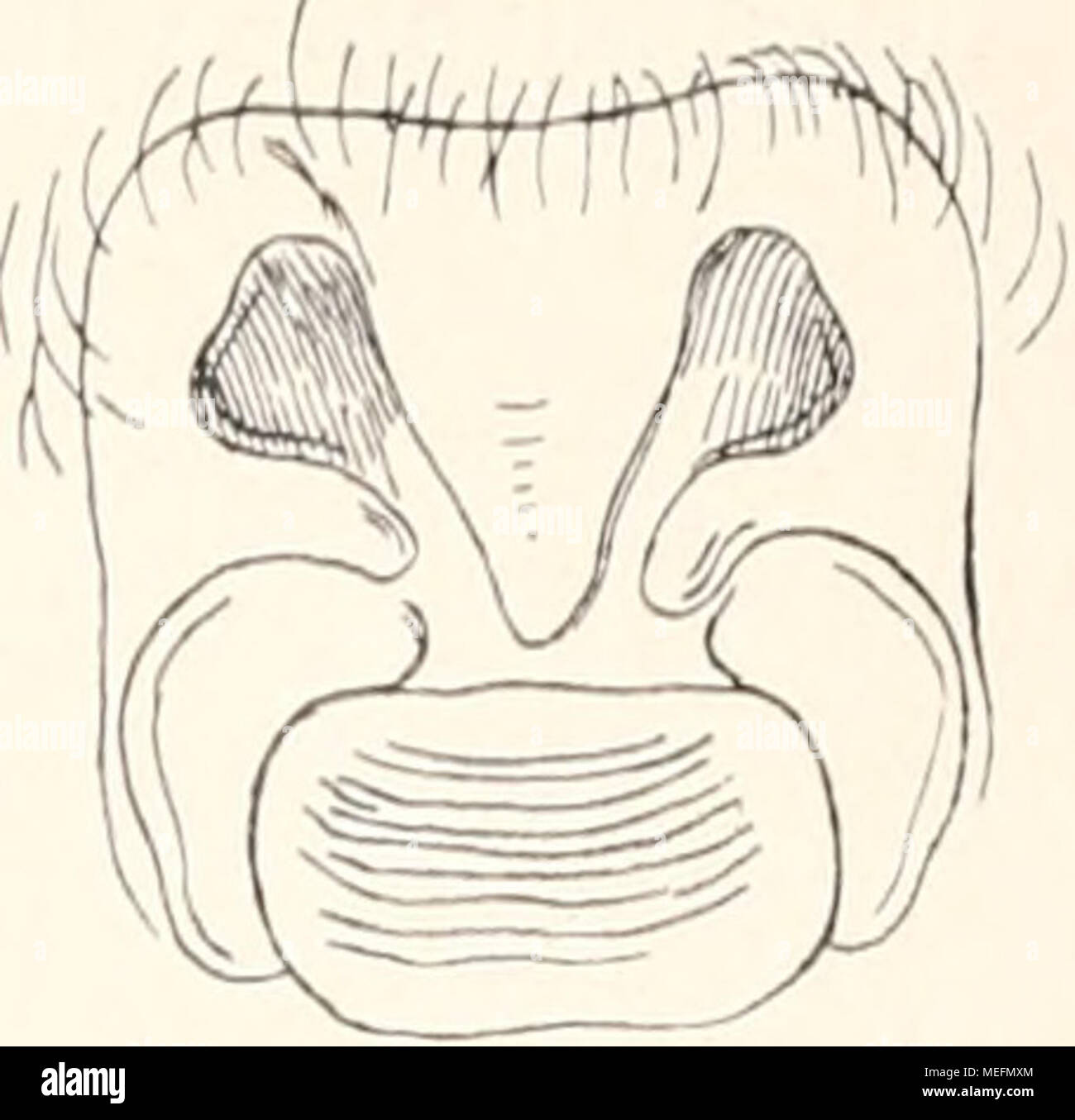 . Die Fauna südwest-Australiens. Ergebnisse der Hamburger südwest-australischen Forschungsreise 1905 . Fig. 2. Lycosapul- lastra n. sp. Plaga genitalis feminae. ^Mliß^M:^^^^ Lycosa niarcenfior ii. sp. ?. Long. 12 mm. Cephalothorax niger, linea marginali longe albo- pilosa cinctus, et vitta media sat angusta, in parte cephalica levissime ovata et cervino-luteo-pilosa, in thoracica angustiore et albido-pilosa ornatus. Oculi antici in lineam leviter procurvam, inter se fere aequidistantes, medii paulo majores. Oculi magni ser. 2ae spatio oculo vix Vs angustiore inter se distantes. Oculi laterales Stock Photo