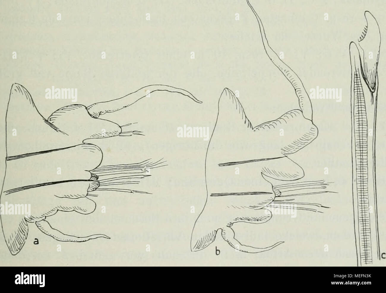 . Die Fauna Südwest-Australiens; Ergebnisse, hrsg. von W. Michaelsen und R. Hartmeyer . Fig. 20. Nereis rottnestiana n. sp. a 8. Ruder, von hinten; &quot;Vr ^ Ruder von der hinteren Körperhälfte, von hinten; ^^/j. c ventrale Sichelborste; ^^|^. der Ruderhöhe ohne die ventrale Lingula. Die Dorsal- und Ventralcirren sind lang; die Ventralcirren übertreffen den ventralen Ruderast an Länge; die Dorsalcirren sind noch länger, soweit sie an den gewöhnlichen Rudern Stock Photo