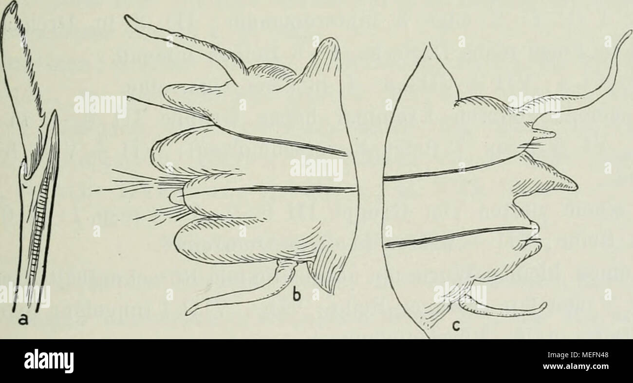 . Die Fauna SÃ¼dwest-Australiens; Ergebnisse, hrsg. von W. Michaelsen und R. Hartmeyer . Fig. 17. Nereis heirissonensis n. sp. a ventrale Sichelborste; *'7i. von hinten; ^^j^. e Euder von der Mitte des KÃ¶rpers; ^^r b 10. Ruder Die RuderÃ¤ste, von denen der dorsale kaum den ventralen etwas an LÃ¤nge Ã¼bertrifft, enthalten jeder eine schwarze Acicula. An den mittleren Rudern enthÃ¤lt der dorsale Ruderast ca. 5 homogomphe GrÃ¤tenborsten mit langen feingesÃ¤gten EndgrÃ¤ten, der ventrale Ast oberhalb der Acicula ca. 5 homogomphe GrÃ¤ten- und etwa 3 heterogomphe Sichelborsten, unterhalb der Acicula Stock Photo