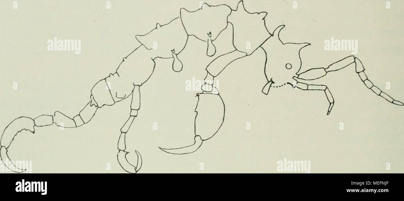 . Die Fauna Südwest-Australiens; Ergebnisse, hrsg. von W. Michaelsen und R. Hartmeyer . Fig. 5. Paradeuteila sp. (^, ^7i- ich eine Abbildung (Fig. 5) und bemerke ferner, daß die Geißel der Vorder- fühler bei 6 und ? bis 6 Glieder haben kann, und daß die Kiemenbeine bei einem jungen S (Stat. 22) auffällig groß sind. Monoliropus atjUis Mayer, In der Bearbeitung der Siboga-Ausbeute (p. 54) habe ich angegeben, daß die mir damals bekannten $ offenbar nicht ausgewachsen seien. Jetzt finde ich in der Tat ein solches von über 7 mm Länge (statt nur 4) und mit 7 Gliedern an der Geißel der Vorderfühler.  Stock Photo