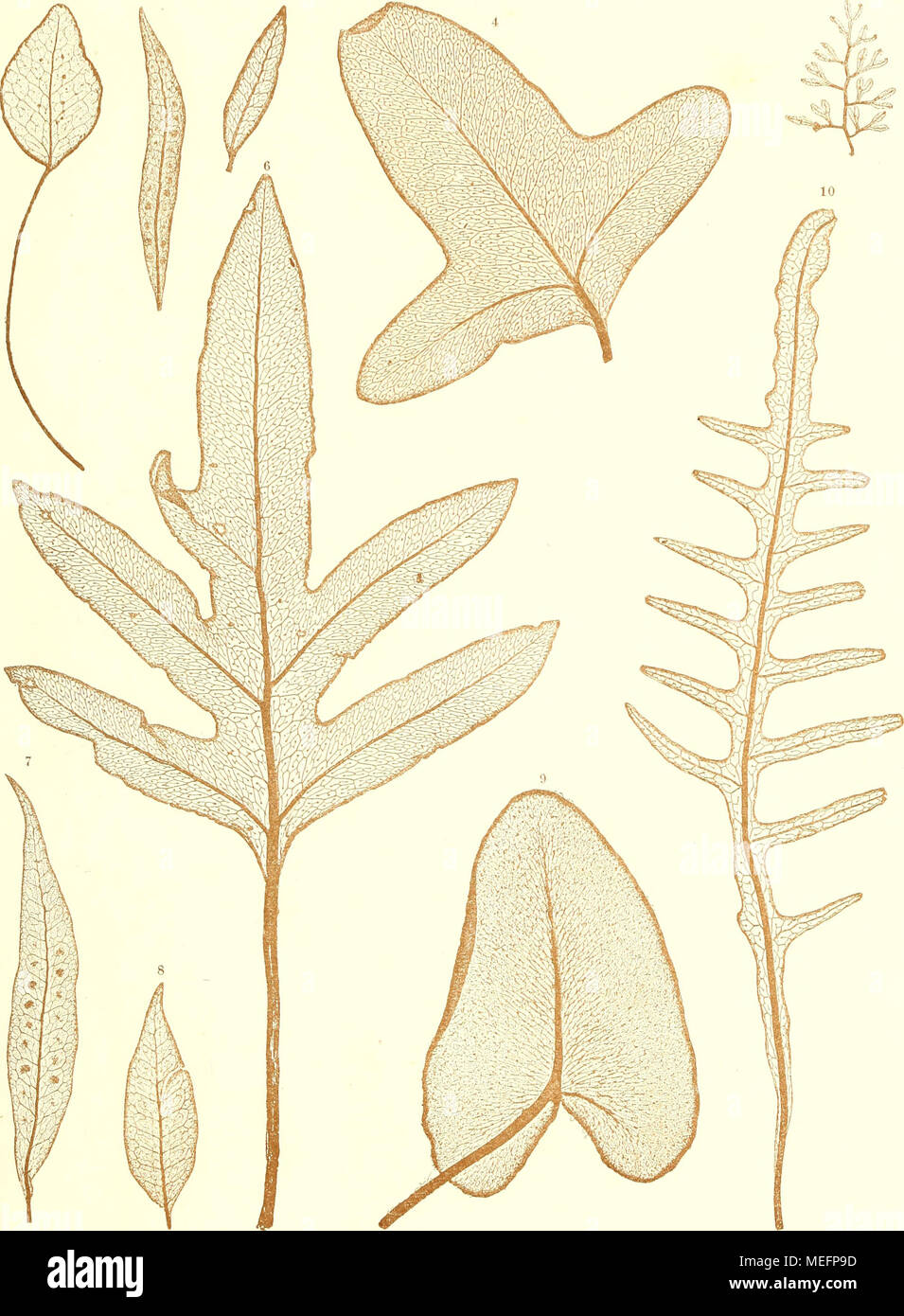 . Die farnkräuter der jetztwelt, zur untersuchung und bestimmung, der in den formationen der erdrinde eingeschlossenen überreste von vorweltlichen arten dieser ordnung nach dem flächen-skelet . 1. Pohjpodium oodes Kunze. 5. Gi/mnorjramme Kunzei Mo r. 2, 3, 7, 8. Polypodium salicifolium Willd. 6. rohjpodium Billardißri M. B r. 4. Pohjpodmm, Phymatoden Linn. 9. Gijmnogramme m/jiltala Ett. 10. Polypodium puslu/attiiii F ov at. Natliraelbatdruck. Aus der k. k- Hot*- und 6t.ia(8dru.-kerei. Stock Photo