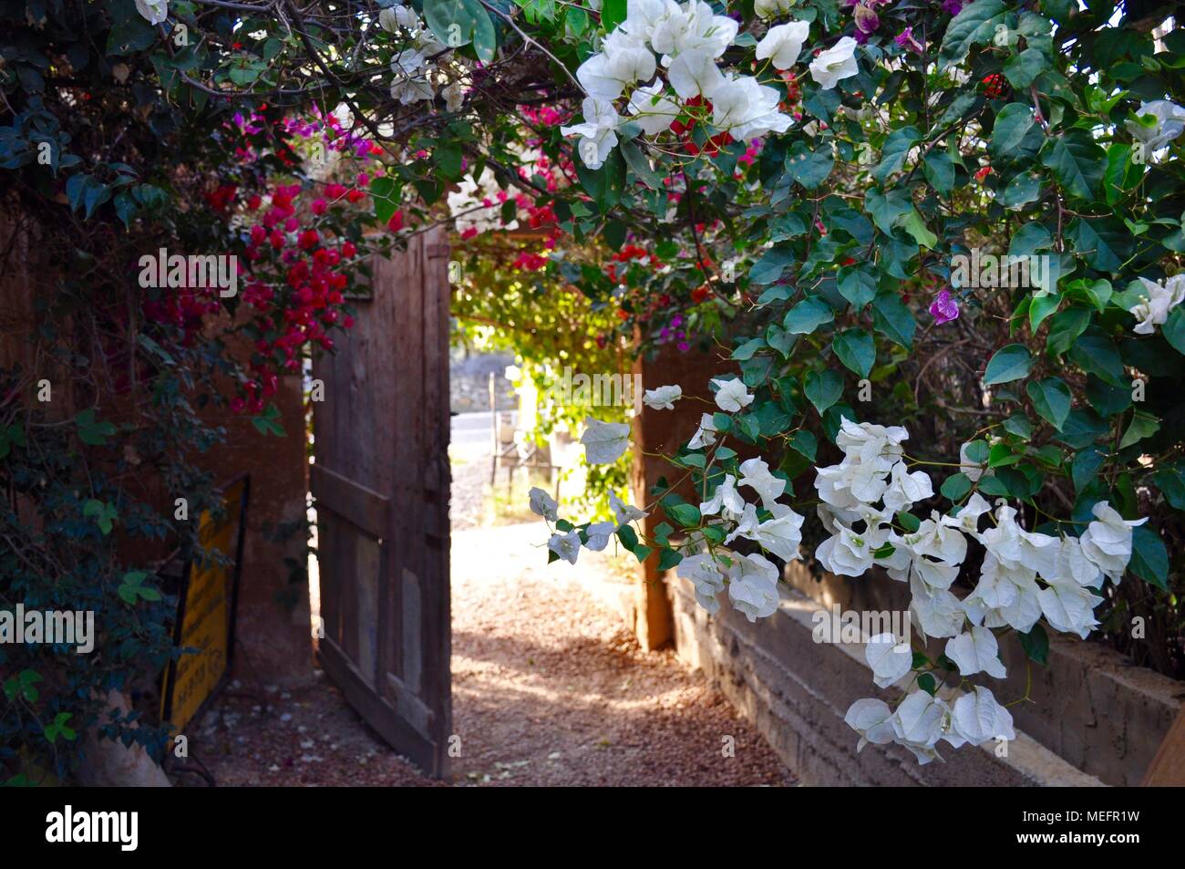 Overgrown wooden door with wild flowers, Tunisia Stock Photo