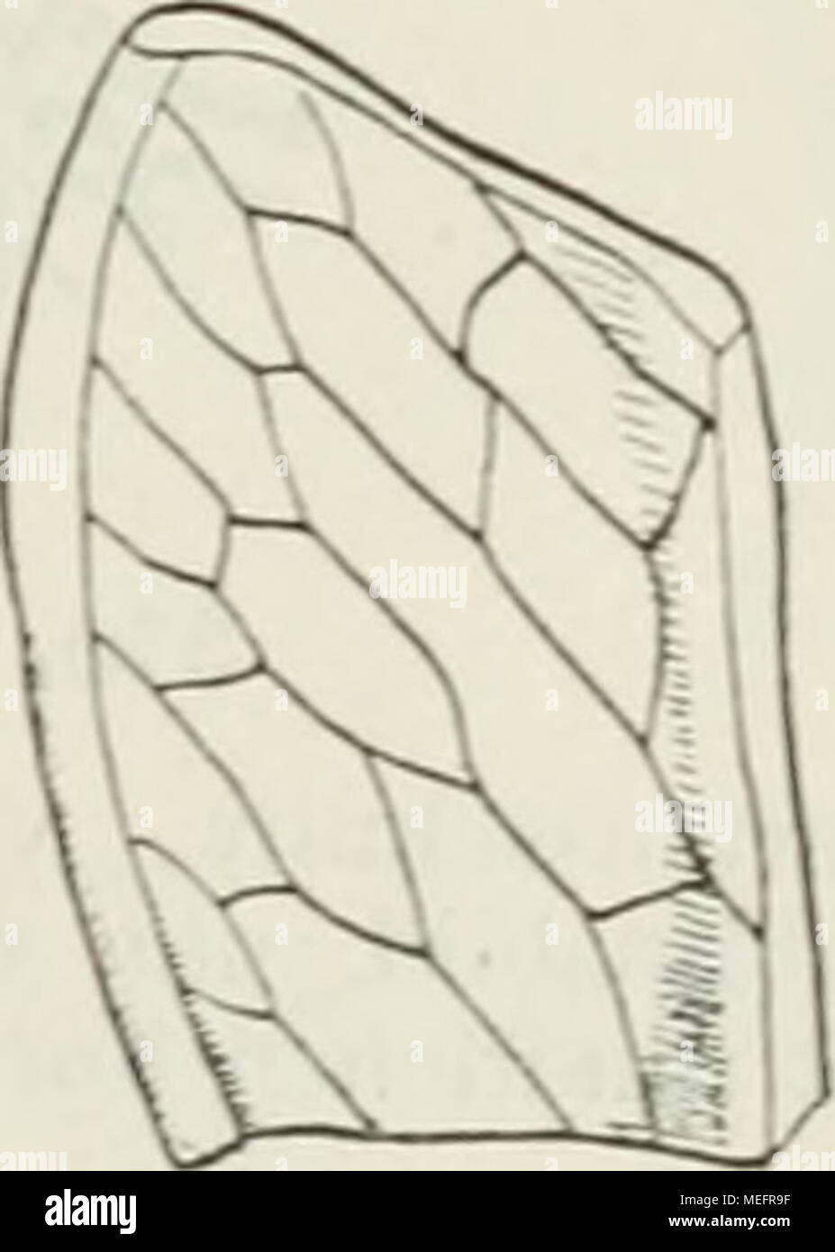 . Die Farnkräuter der Erde : beschreibende Darstellung der geschlechter und wichtigeren Arten der Farnpflanzen mit besonderer Berücksichtigung der Exotischen . 369. D. rigidam. Sterile und fertile Blattausschnitte, vergr., nach Hooker. 369. D. rigidum Hook. Ist fast ebenso gross, aber durchaus kahl und mit sehr schmalem, fast stiel- rundem fertilem Blatt, das in zwei tiefen Furchen längs der Mittelrippe die Soruslinien trägt. Hab. Borneo. 9* Stock Photo