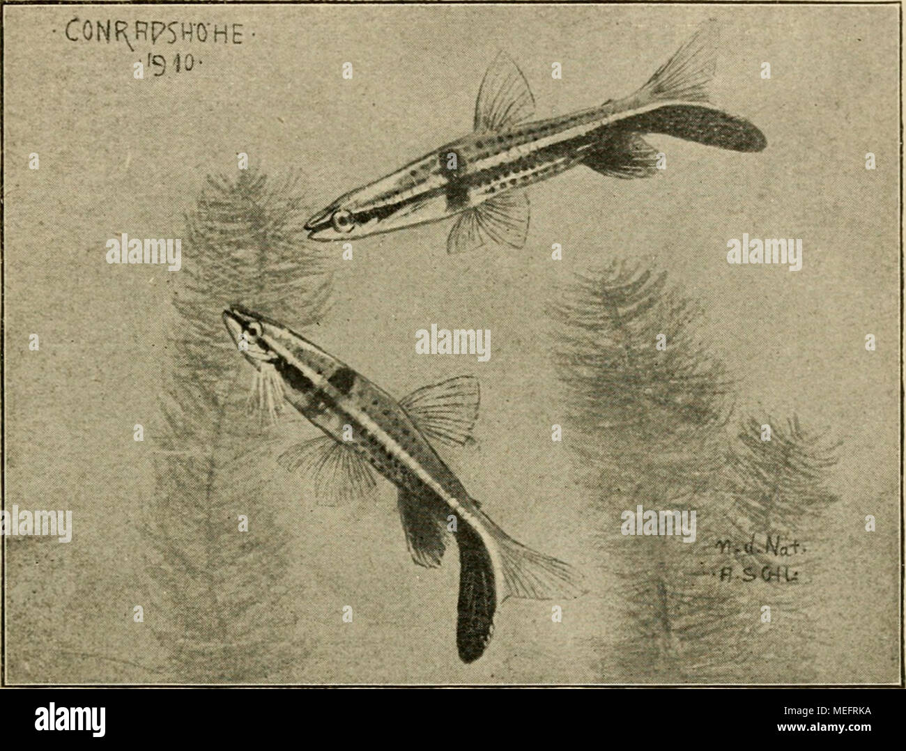 Die exotischen zierfische in wort und bild . Nanostonms eqiies Steind. 25  &quot; C und etwas Salzzusatz fühlt sich der Fisch am wohl- sten. Kleine  Daphnien und Cyklops nimmt er am