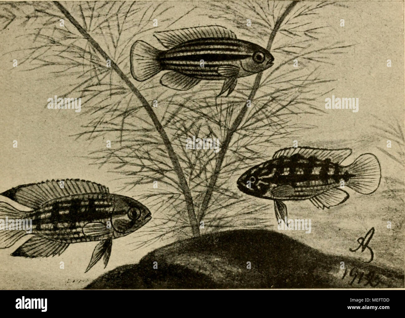 Taenia arten hires stock photography and images Alamy