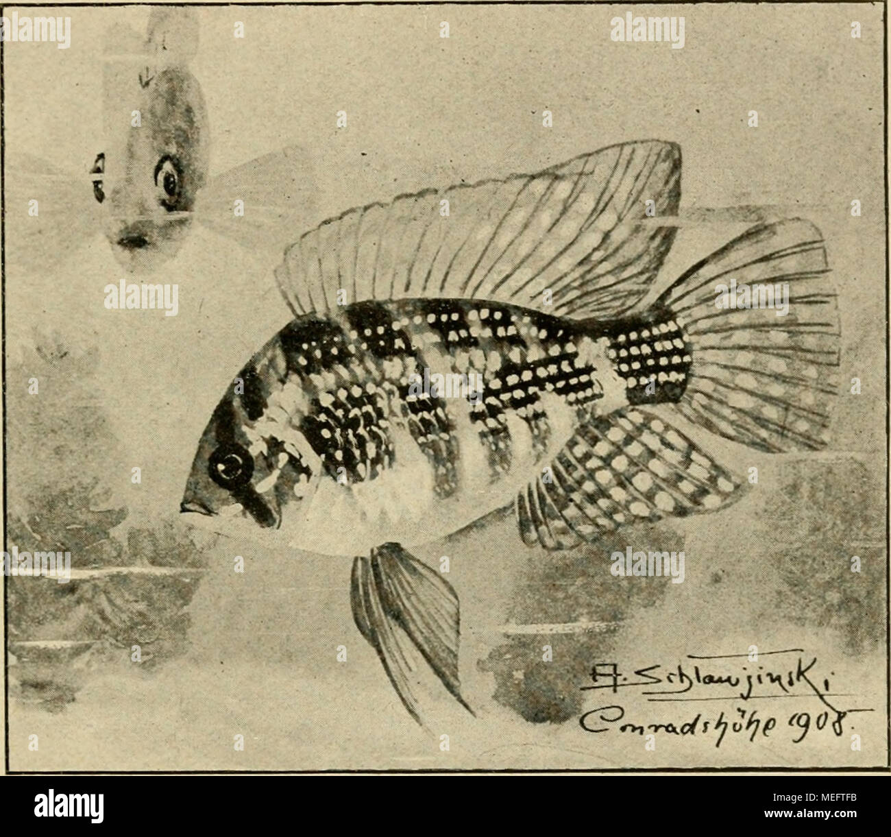 Geophagus hires stock photography and images Alamy