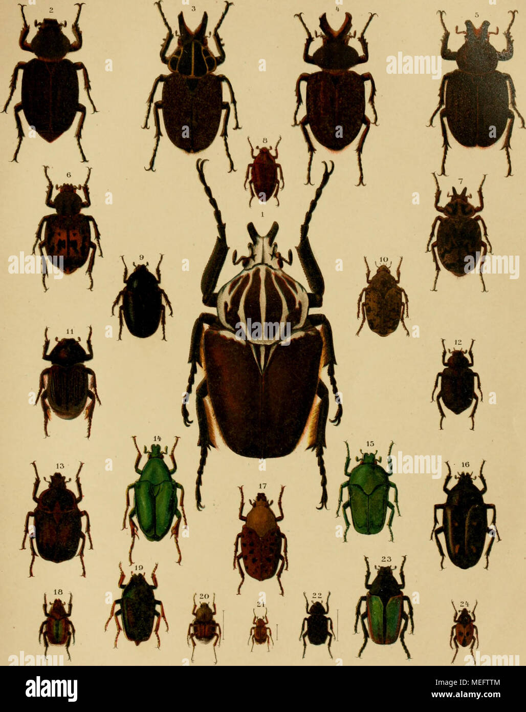 . Die exotischen Käfer in Wort und Bild . 1. Ooliathus giganteus. 2. lnca pulverulentus 9- 3. I. clathratus &lt;$. 4. I. besckii $. 5. I. burmeisteri g. 6. I. irroratus $• 7. I. bon- plandi rj. 8. Macroma cognata. 9. Diplognatha silicea. 10. Pseudinca admixlus. 11. Platygenia barbata. 12. Osmoderma scabra. 13. Bothrorrhina reflexa {. 14. Pseudochalcothea auripes. 15. Ischiopsopha Iucivorax. 16. Clerota budda. 17. Conradtia principalis. 18. Stegopterus suturalis. 19. Mycterophallus dichropus. 20. Trichius piger. 21. Comythovalgus fasciculatus. 22. Cremastochilus castaneae. 23. Eccoptocnemis rel Stock Photo