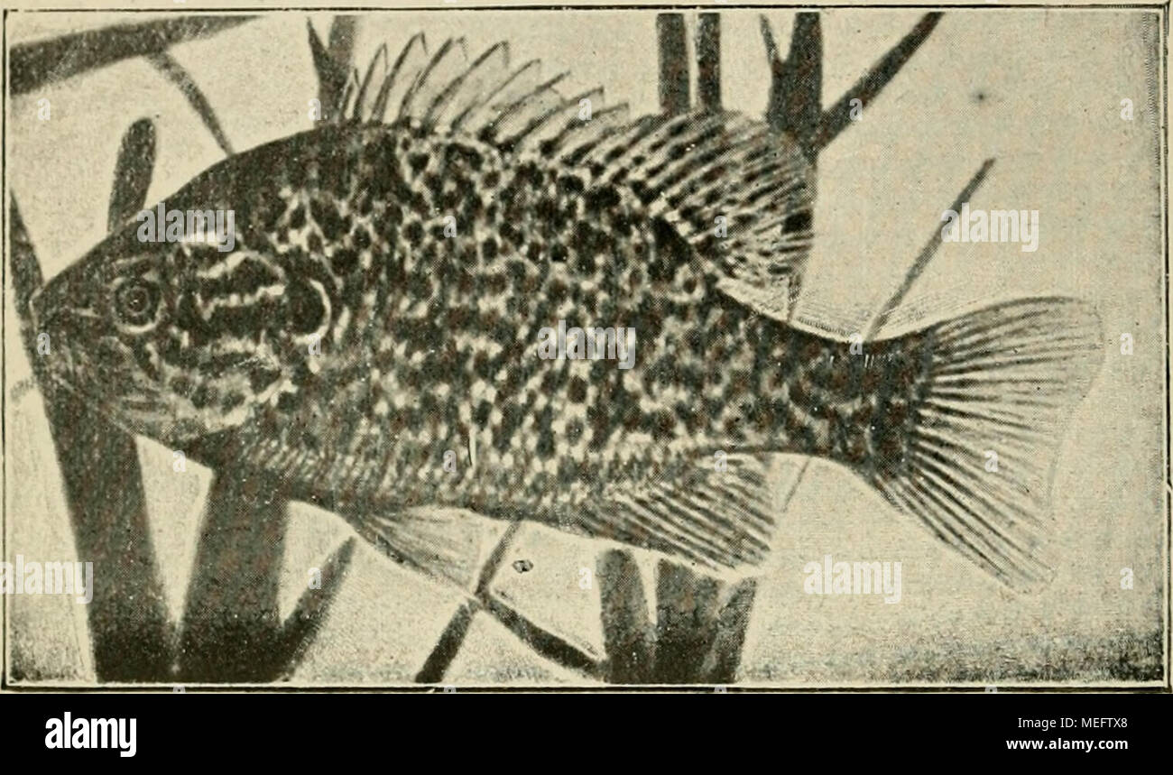 . Die exotischen zierfische in wort und bild . Eupomotis gibbosus L. lieh. Seine Nahrung besteht aus größeren Insektenlarven, Regenwürmern, Schnecken, Kaulquappen etc. Zucht: In Teichen und Freilandbassins mit kiesigem Grunde wirft er 30—40 cm weite, flache Gruben aus. Das Männchen bewacht Eier und Junge. Lepomis megalotis Raiin. Langohriger Sonnenfisch. Eingeführt: 1895 durch P. Matte-Lankwitz. Heimat: Ganz Nordamerika östlich der Felsen- gebirge. Form und Farbe: Infolge der großen geogra- phischen Verbreitung ändert er in der Färbung vielfach ab. Der Körper ist dunkelbraun, mit 7—10 dunklen  Stock Photo