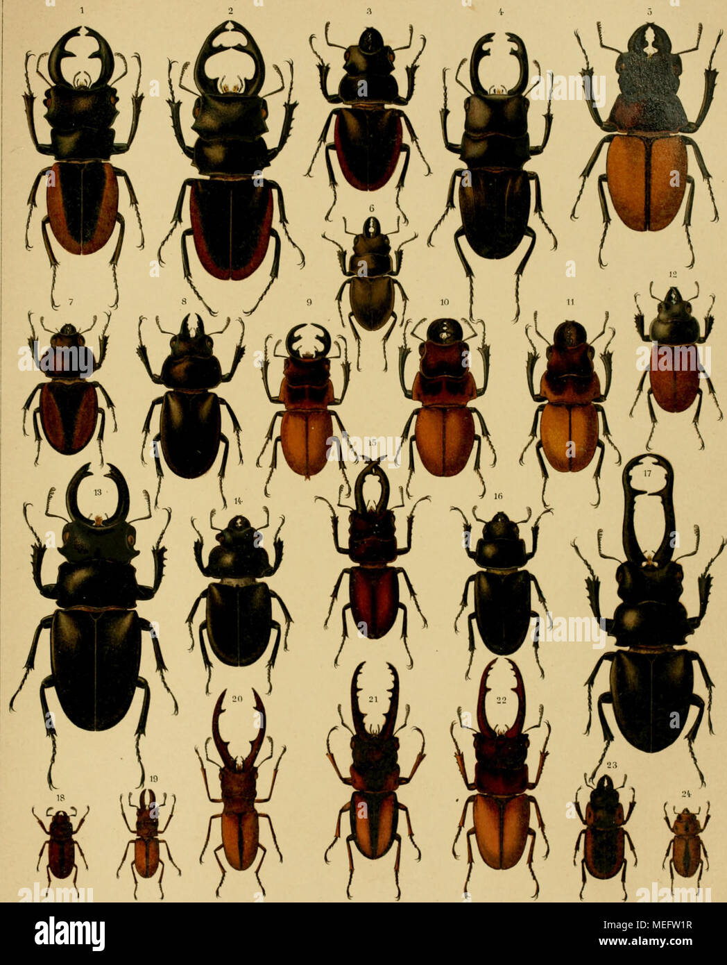 . Die exotischen Käfer in Wort und Bild . 1. Odontolabi» Wollastoni, 2, 8. »inensU, 4. carinatus, 5. gazella, 6. platynotus. 7. Neolocanug marginatus. 8. lania 9—11. Odont. Brookeanus. 18. Neolue. castanoptecus. 18. Odont. Siwa, 14. Dalmani. 15. Paalidoremus inolinatos. 16?, 17 &lt;J. Cladognathtis giraffa. 189, 19, 20g. CyolopUthalmus taraadus. gl. Cladogn. Savagei, Sä. oinnamomeu«, 98. bison, 81. oooipitalia. VerUc,- vgr. Err: Heyne,Leigag .. Stock Photo