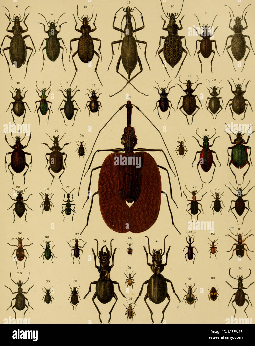 Carabidae, Carabus (Damaster) blaptoides ssp. capito Lewis