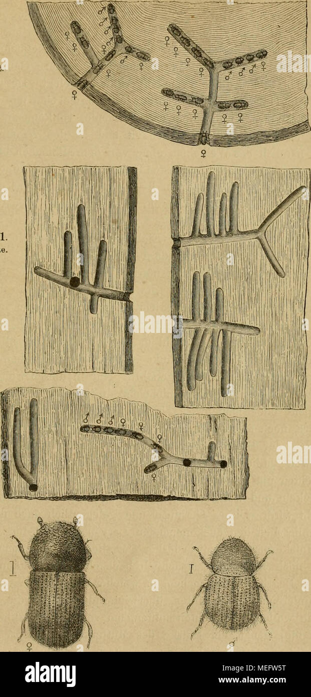 . Die europäischen Borkenkäfer. Für Forstleute, Baumzüchter und Entomologen . Fig. «8. Fig. 87. Fig. 87. 88. Xyleborus dispar. S u. ?. Eig. 89—92 Gabel-Holzgänge im Buchen- und Eicheu-Stockholz nach Schreiner. Stock Photo