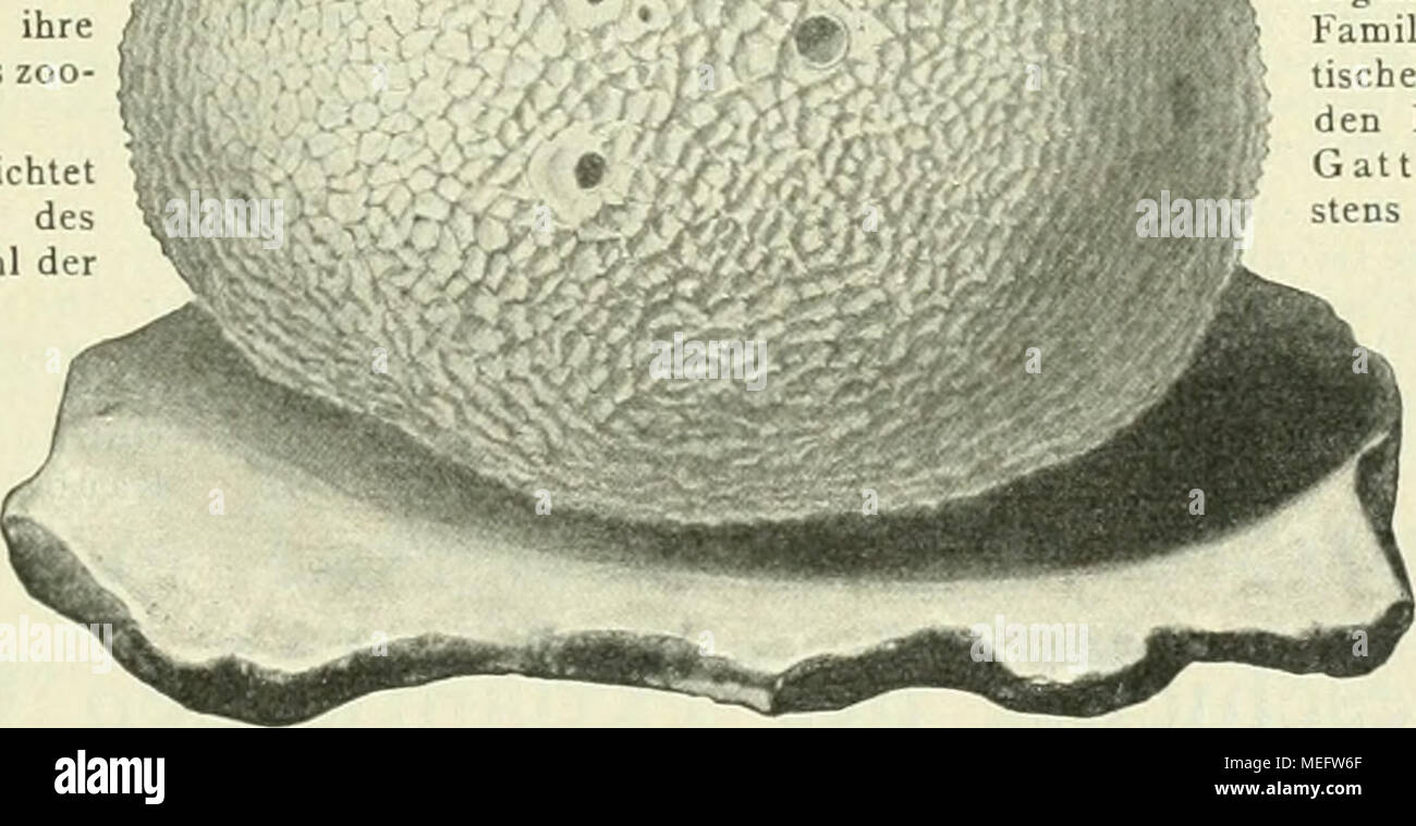 . Die europaeischen Schlangen : Kupferdrucktafeln nach Photographien der lebenden Tiere . Fig. 209. Badeschwamm, Euspongia officinalis L., auf einer Steinplatte festgewachsen (Orig.), 0 Osculum. logischen Werken gebraucht werden In der 3. Auflage wurden vor allem die in der neueren Vererbungslehre üblichen Bezeichnungen beigetragen. Zur Erleichterung der systema- tischen Uebersicht über das Tierreich sind — abgesehen von der schon erwähnten Anführung der Systeme einiger hervorragender Zoo- logen — bei den Gattungen und Familien auch die höheren systema- tischen Abteilungen genannt. Bei den Fam Stock Photo