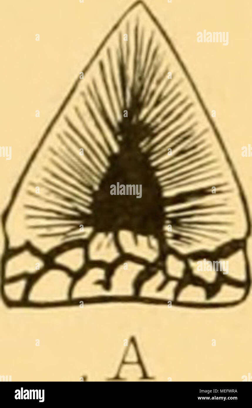 . Die eoc©Þnen Selachier vom Monte Bolca : ein Beitrag zur Morphogenie der Wirbelthiere . — 158 — von üarcliarodon im Längsschliff vor. A besitzt in der Mitte der Krone eine sackförmige Pulpa. von welcher alle Dentinröhrchen ausstrahlen. Bei B sehen wir den Zahnkeim in ein Netzwerk grober Kanüle aufgelöst; die Dentinröhrchen strahlen zwar rings von jedem dieser Kanäle aus, bilden aber nur einen dünnen Dentinmante] um den inneren Kern mit den gröberen Kanülen. Die härtere und deshalb widerstands- fähigere Substanz ist das Dentin, d. h. die Zone, welche nur von Dentinröhrchen durchzogen ist. Ein Stock Photo
