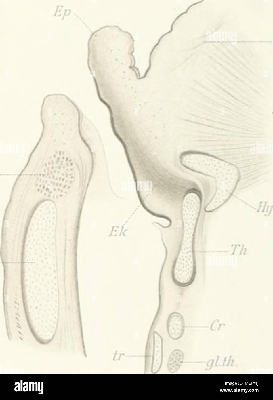 . Die Epiglottis; vergleichend-anatomische Studie, mit 2 Tafeln und 15 ...