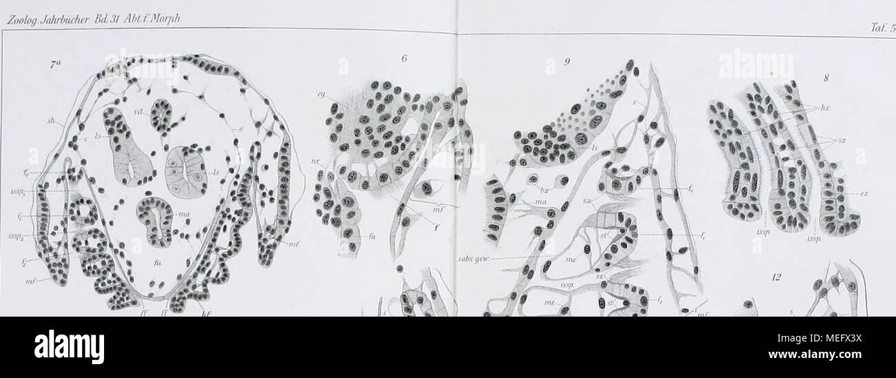 . Die Entwicklung der Kiemen bei Cyclas cornea und andern Acephalen des süssen Wassers : ein Beitrag zur Organogenese und Phylogenie der Lamellibranchiaten . Stock Photo