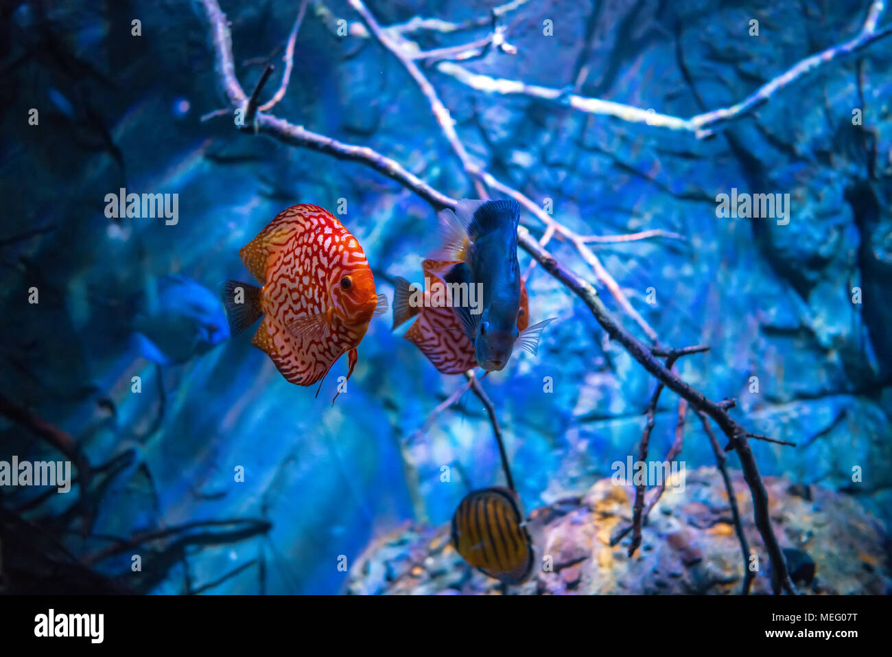 Symphysodon discus in an aquarium on a blue background Stock Photo