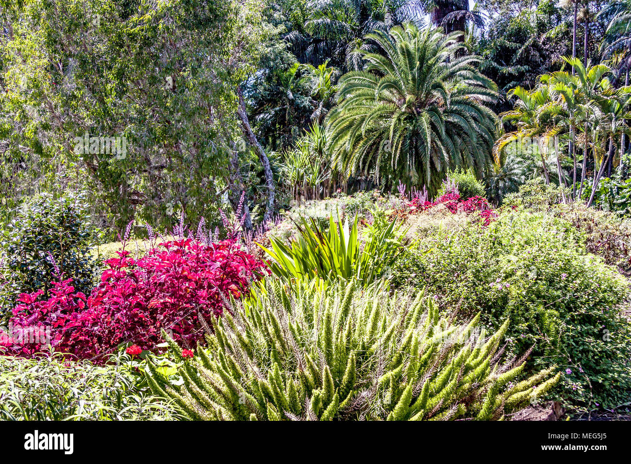 Tropical Garden Queensland Australia Stock Photo Alamy