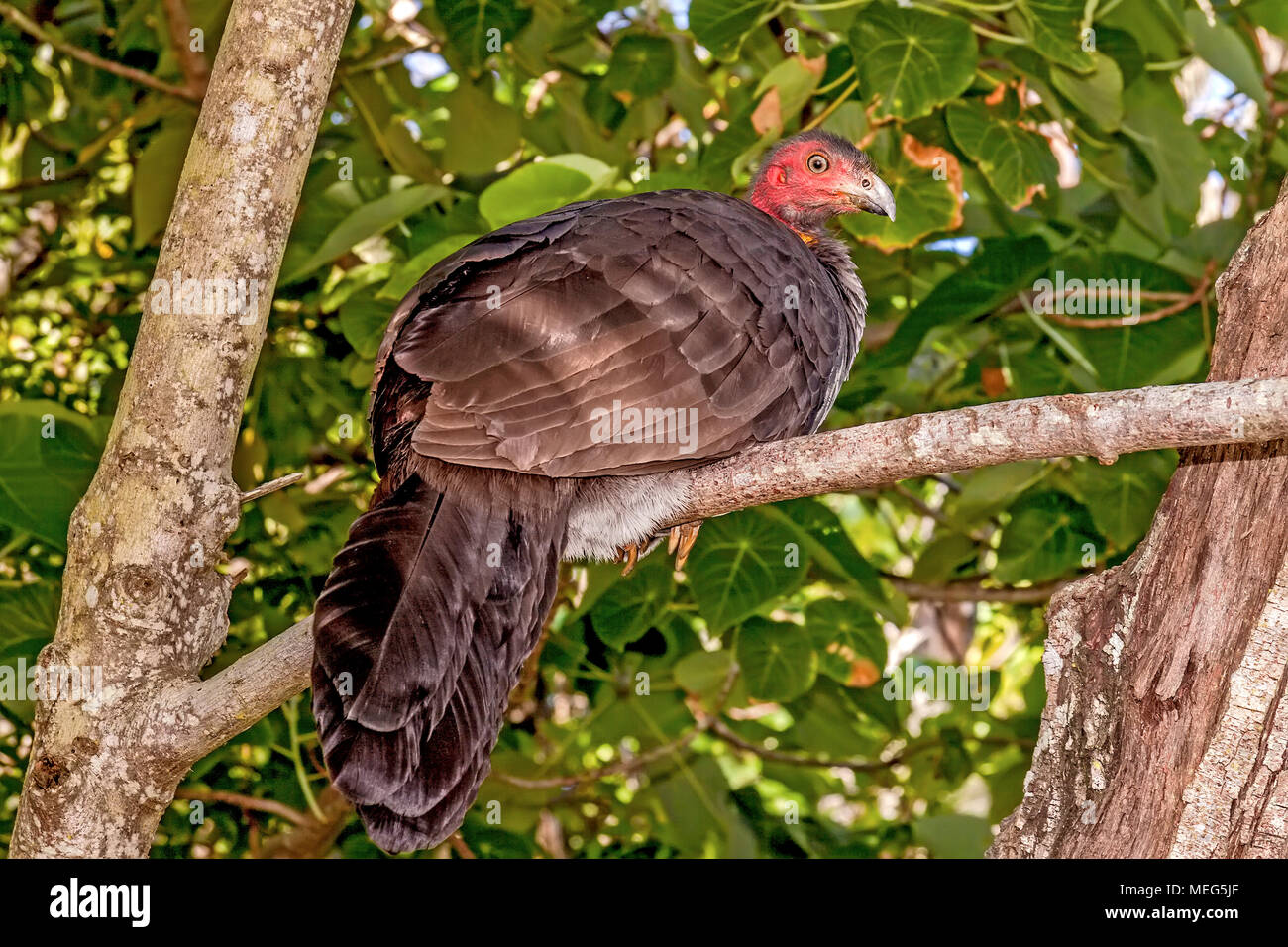 Brush Turkey (Alectura lathami) Queensland Australia Stock Photo Alamy
