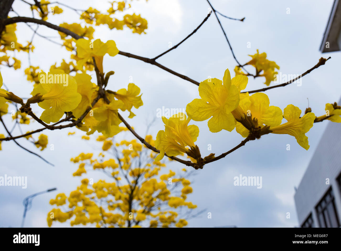blooming Guayacan or Handroanthus chrysanthus tree Stock Photo