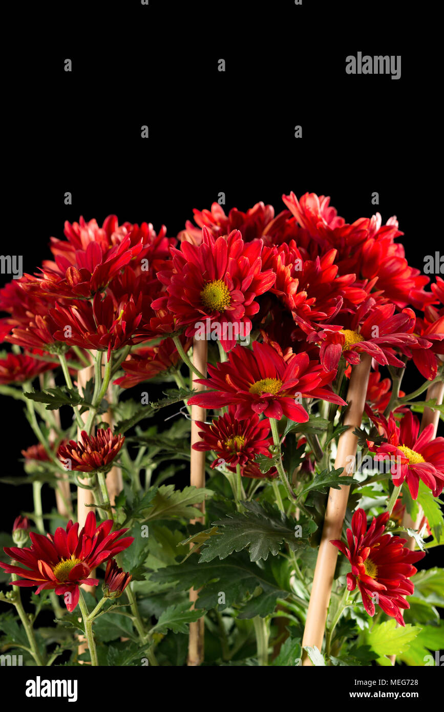 Beautiful red chrysanthemum hi-res stock photography and images - Alamy