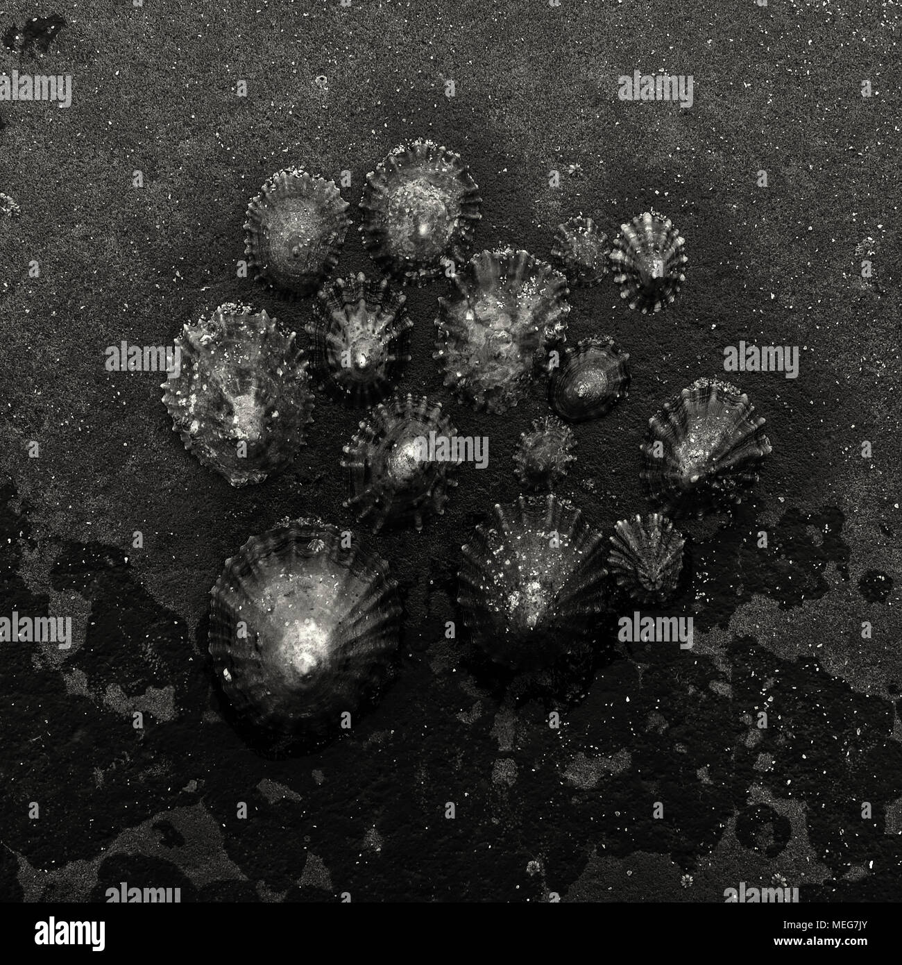 A square black and white photo of a cluster of common limpets Stock Photo