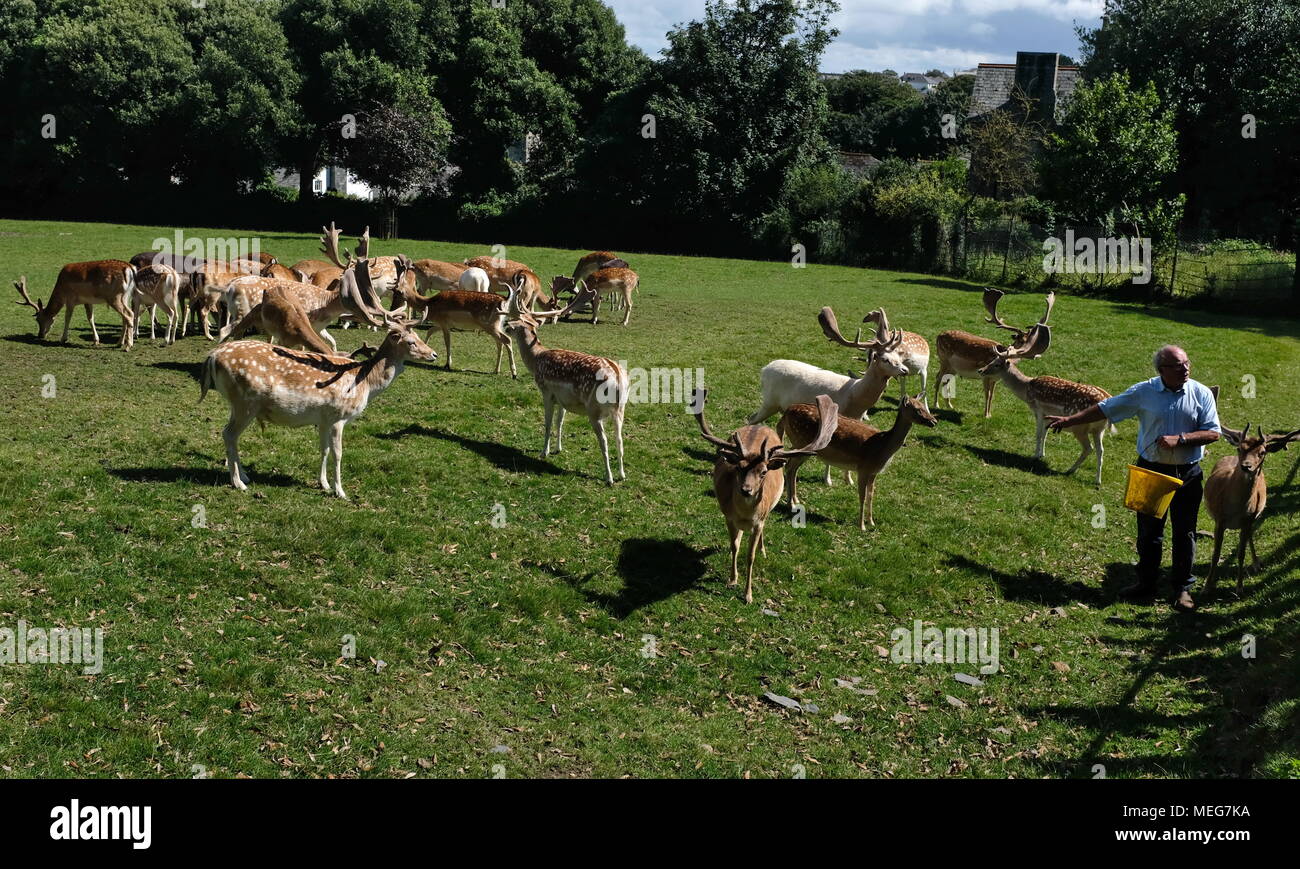 Deer feeding time at the historic deer park at Prideaux place, Padstow, Cornwall, UK Stock Photo