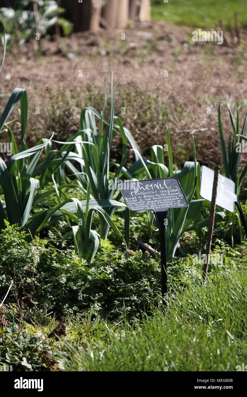 Chervil growing in a medieval style garden plot at the Weald and Downland museum near Chichester, UK Stock Photo