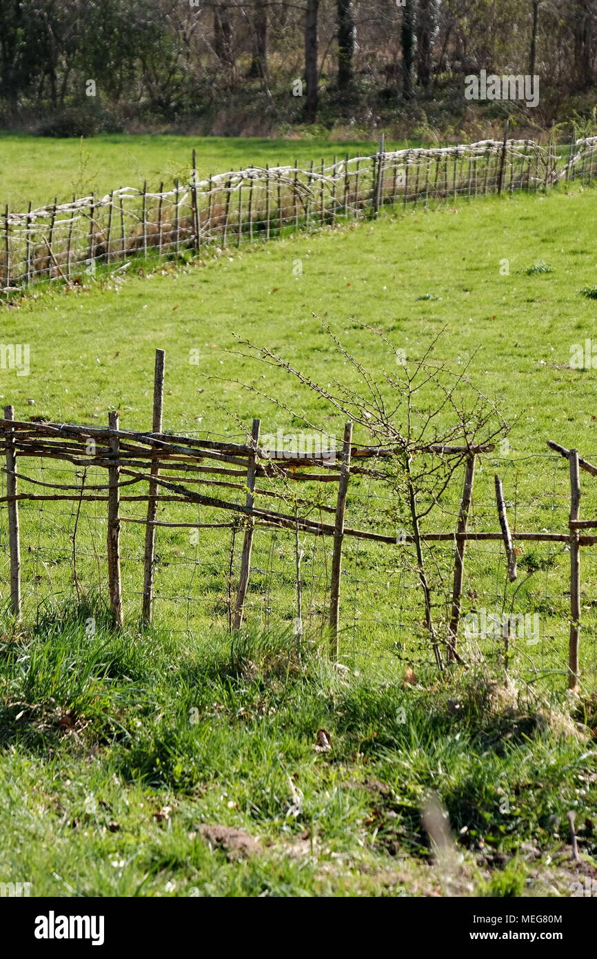 Natural growing fences at the Weald and Downland Museum near Chichester, UK. Stock Photo