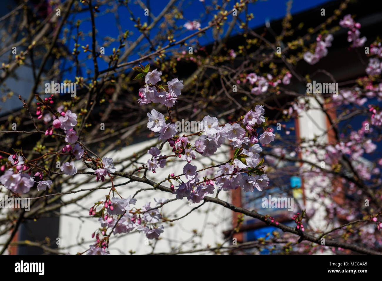 Sakura cherry blossoms on sunny hi-res stock photography and images - Alamy