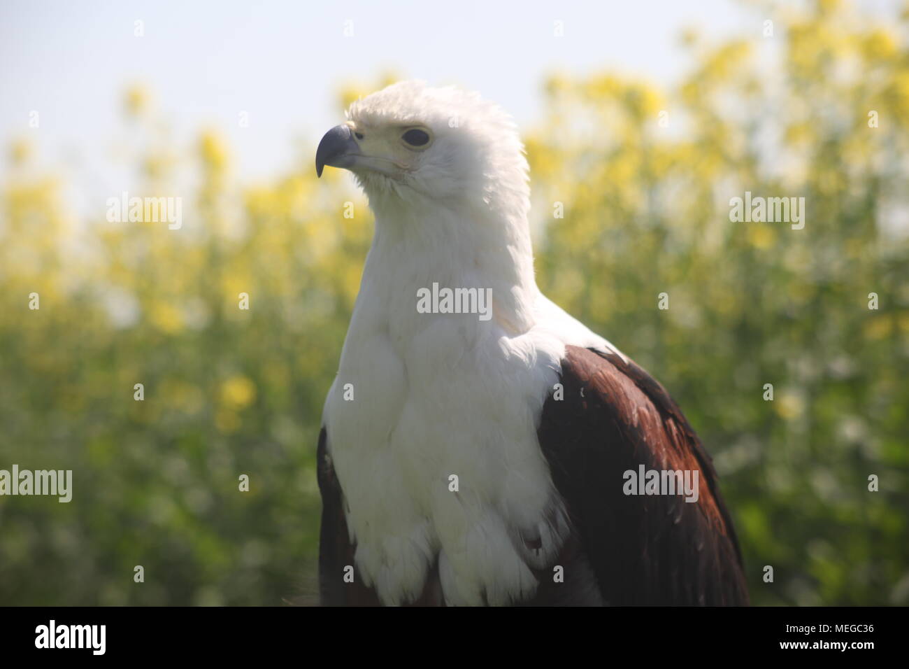 These photos were taken at Eagle Heights Wildlife Foundation Stock Photo