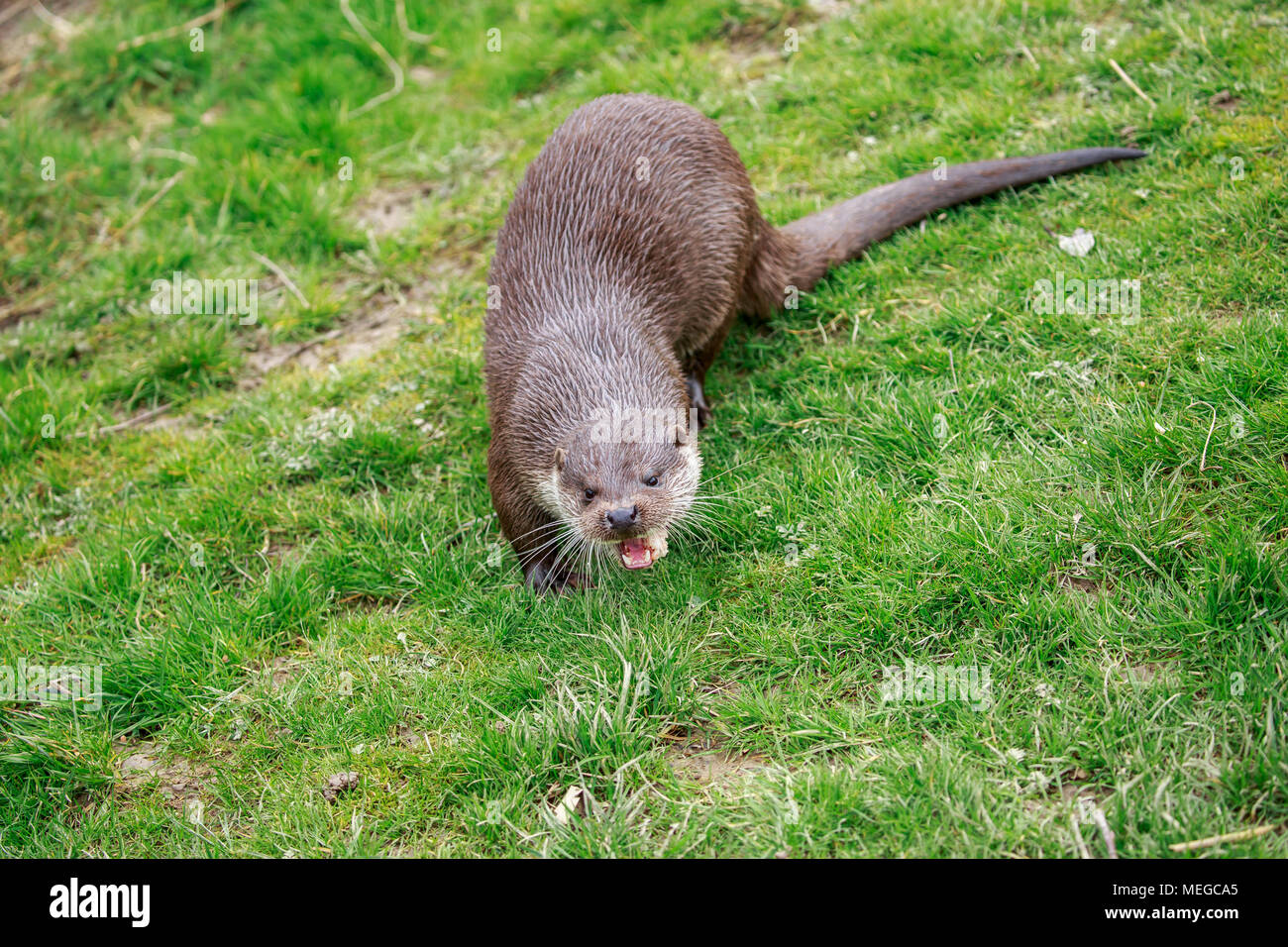 The Eurasian otter, also known as the European otter, Eurasian river otter, common otter, and Old World otter, is a semiaquatic mammal. Stock Photo