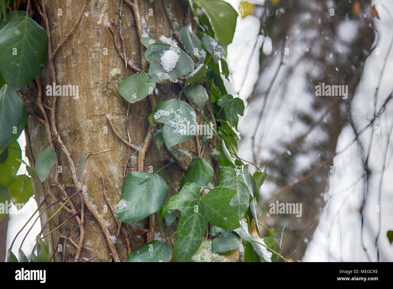 Winter deciduous forest on shore of the Black sea. European hornbeam (Carpinus betulus), hornbeam-wood, Trees covered with epiphytes, lianas (ivy, vin Stock Photo