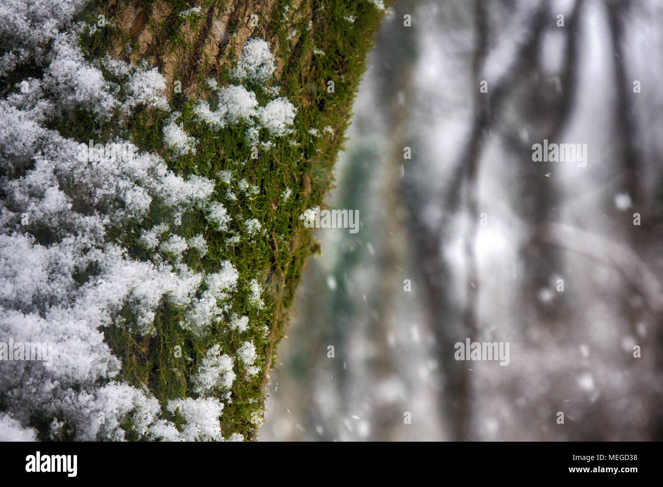 Snowfall in the sub-tropical deciduous forest. Tree trunks covered with moss and wet with snow, build up of snow. Black sea coast of Caucasus Stock Photo