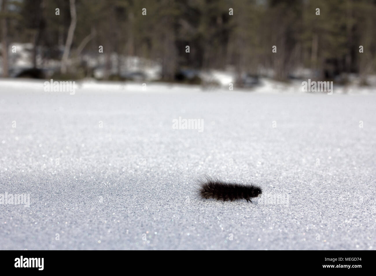 Caterpillar crawling on snow hi-res stock photography and images - Alamy