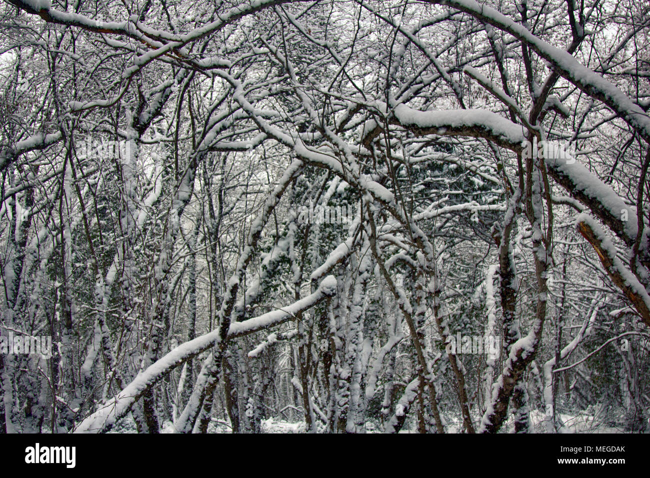 Winter deciduous forest on shore of the Black sea. European hornbeam (Carpinus betulus), hornbeam-wood, Abkhazia. Stock Photo