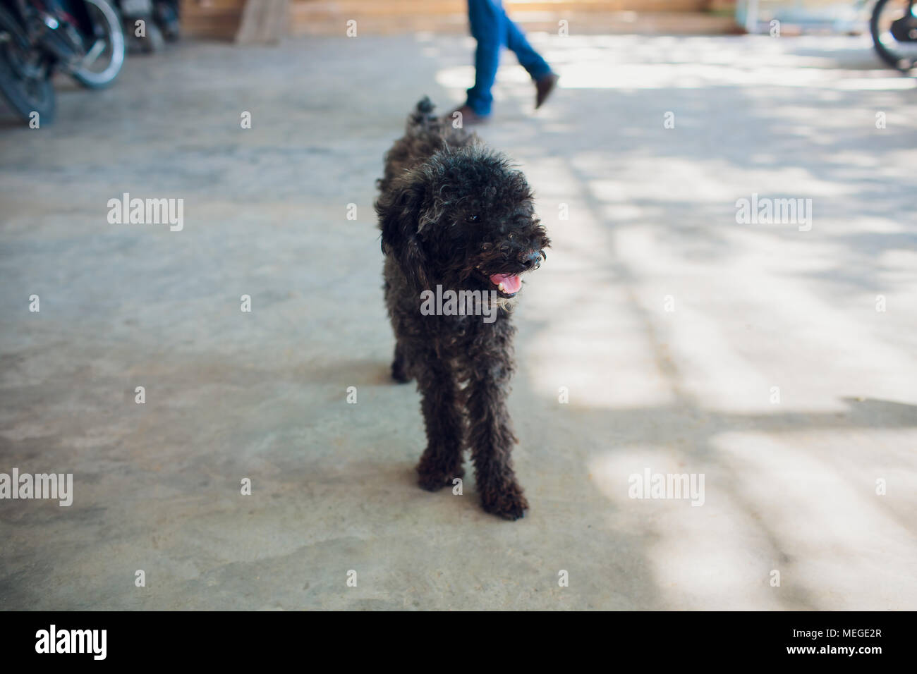 little black homeless puppy on the street Stock Photo - Alamy