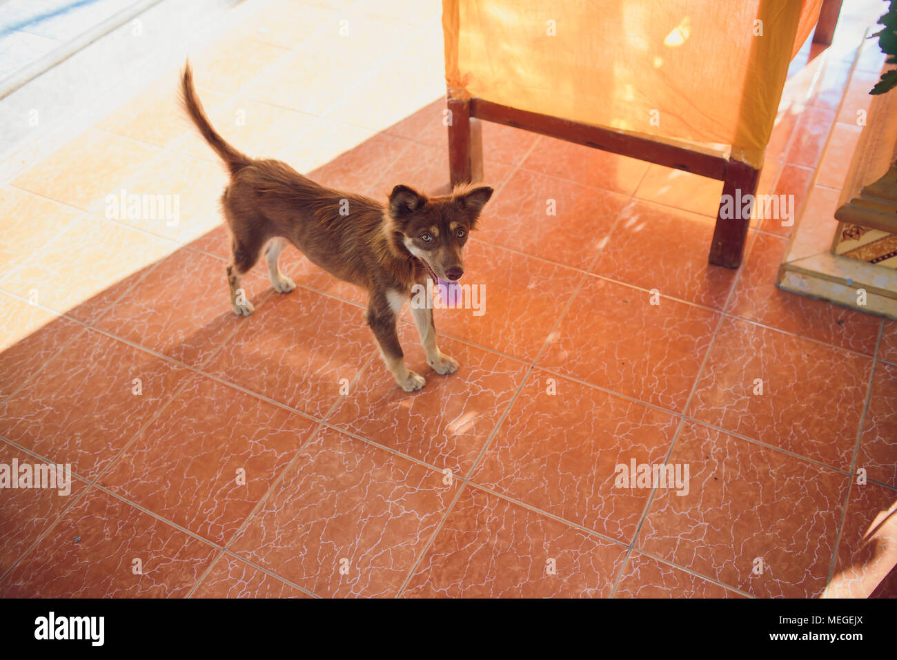 little black homeless puppy on the street Stock Photo - Alamy