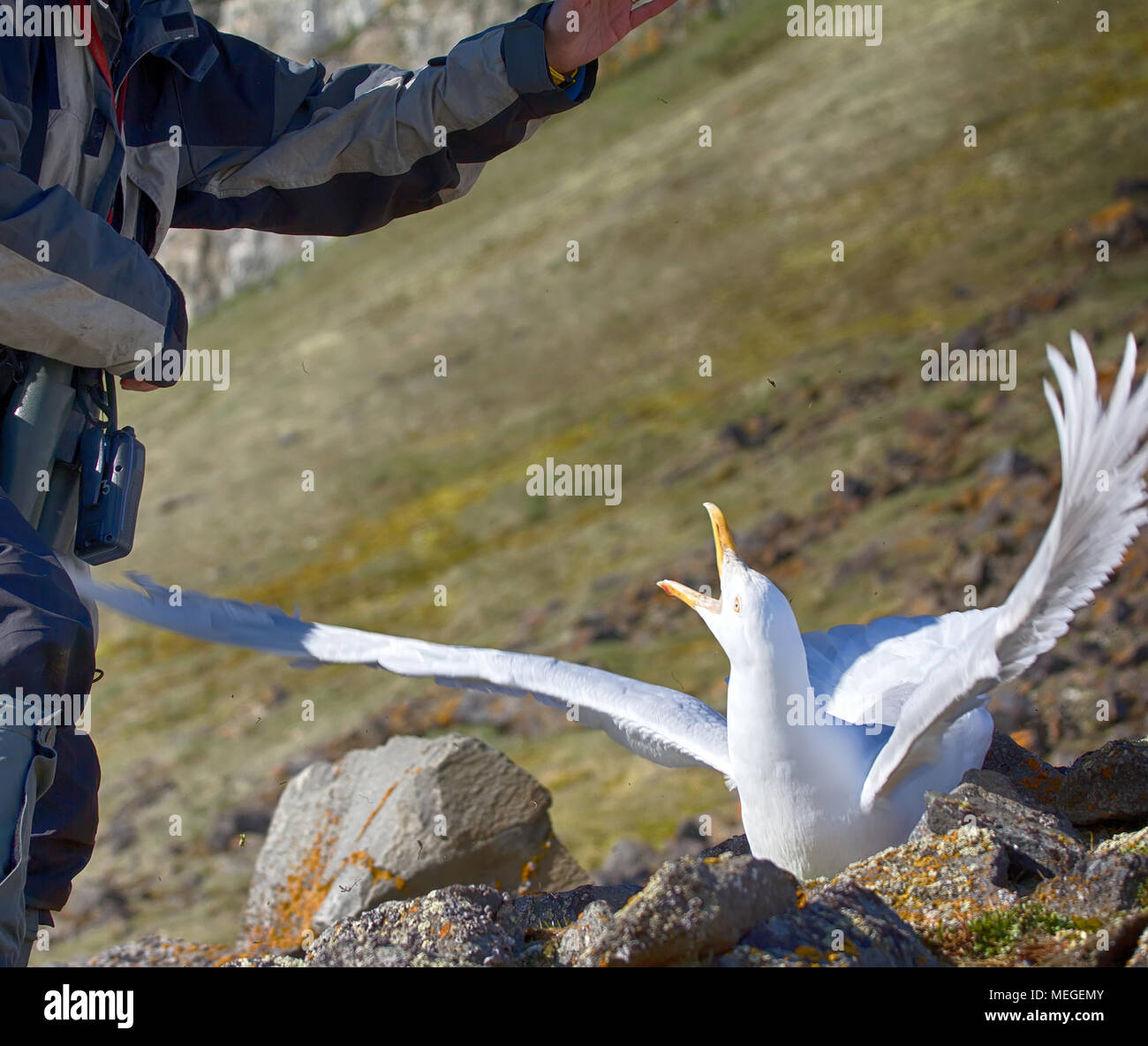 Science. Field research. Catching glaucous gull ( burgomaster, Larus hyperboreus) with objective of ringing and tagging with geolocation device study  Stock Photo