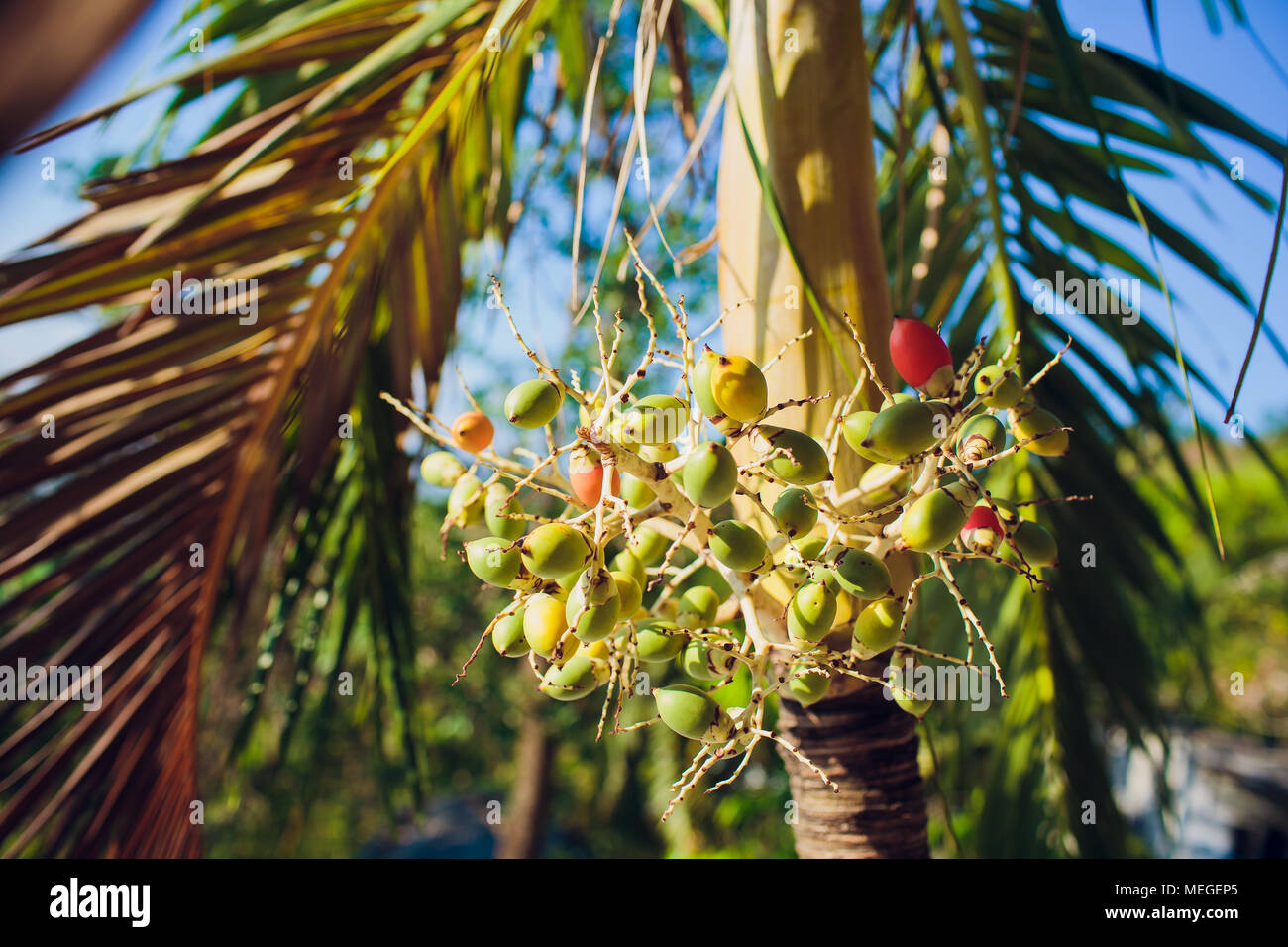 Gay twins triplets brothers Asian palm seeds