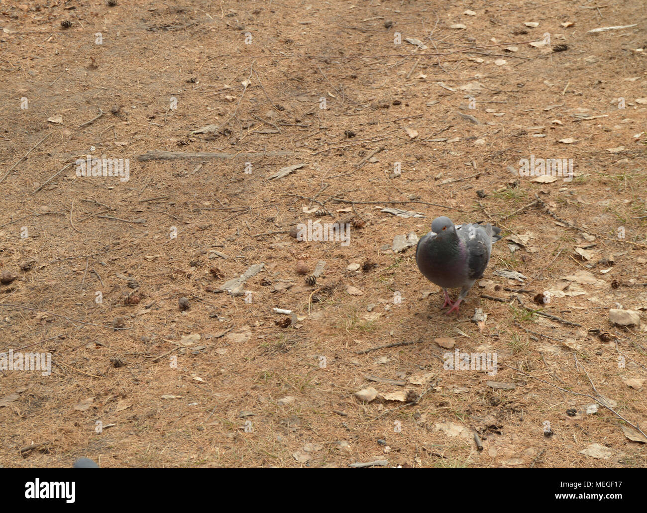 Bird beak problems hires stock photography and images Alamy