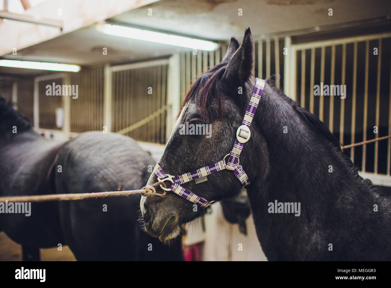 Anglo arabian horse hi-res stock photography and images - Alamy