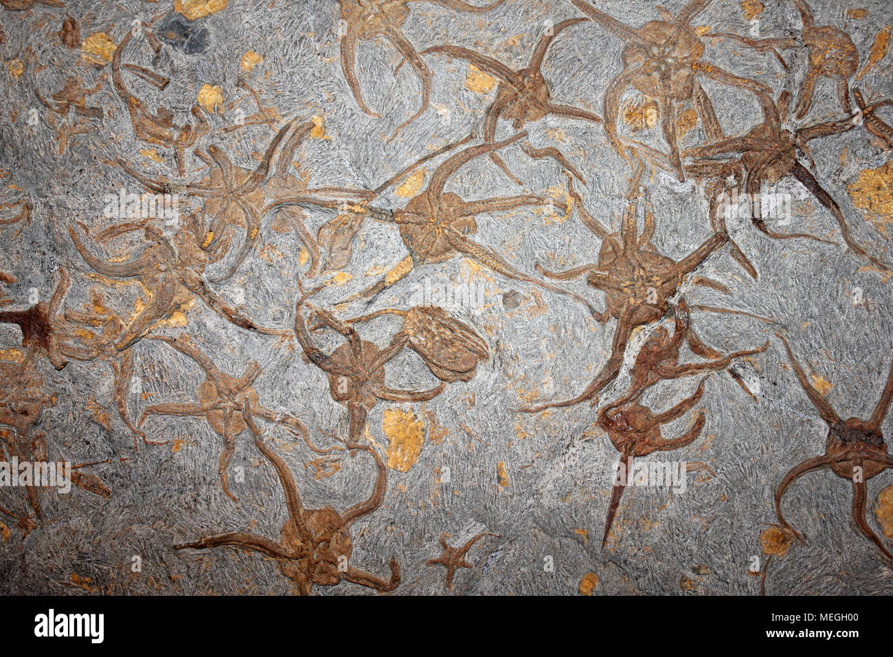 Starfish Plate Brittlestar Ophiuroidea from Morocco Stock Photo