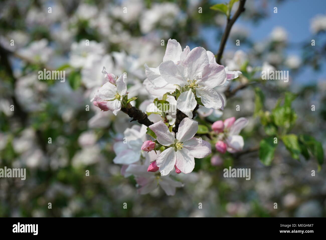 close-up of apple blossoms in springtime,photographed in April, Germany/Europe Stock Photo