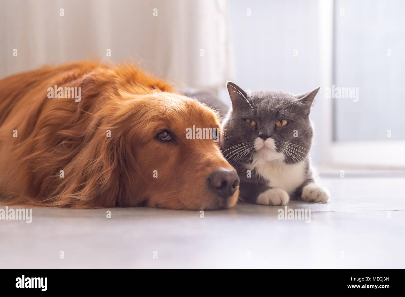 British Short Hair Cat And Golden Retriever Friendly To Get Along