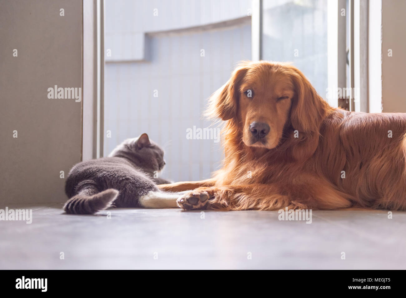 British Short Hair Cat And Golden Retriever Friendly To Get Along