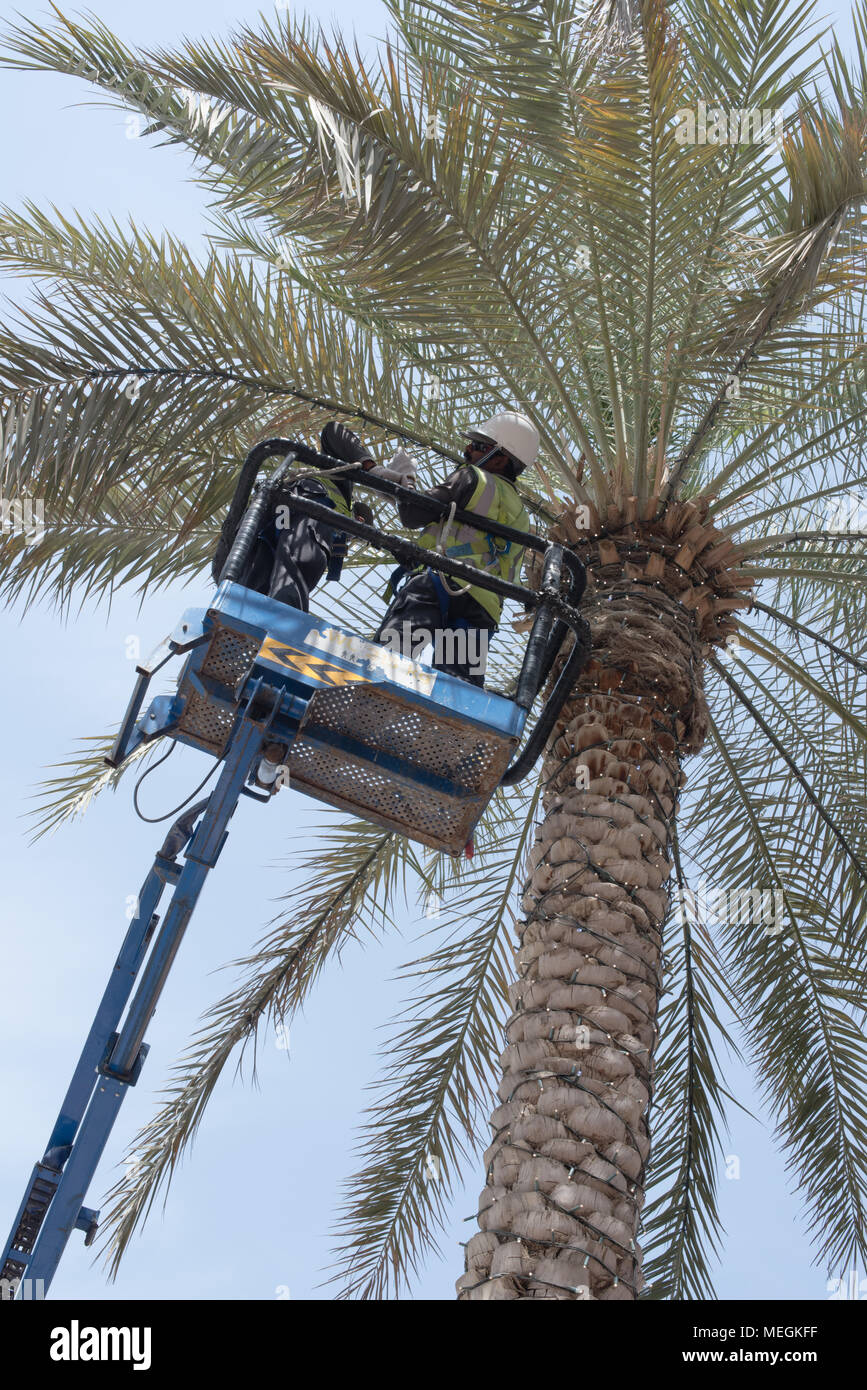 Date palm trees dubai hires stock photography and images Alamy