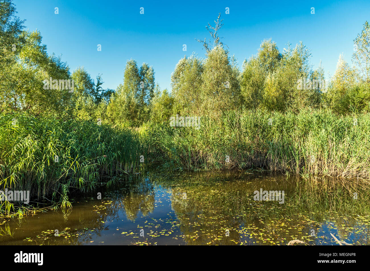 Pond with water lillies in the summer in Zabrze, Silesian Upland, Poland. Stock Photo